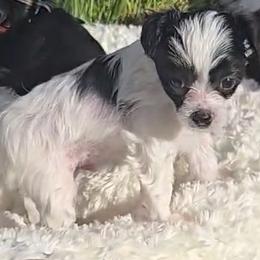 Boy 1 - White and black male Chinese Crested puppy in Amarillo, Texas from Lone Star Chinese Cresteds by Kim