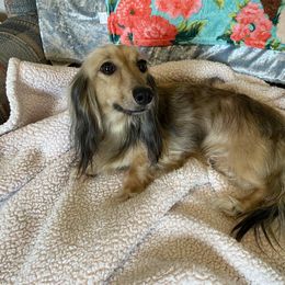 Shasta - Dachshund