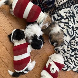 Shih Tzus from The 🐾 Tang Clan Chronicle & Nursery