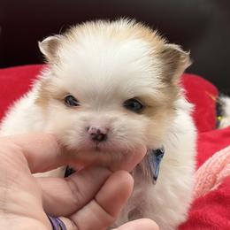 Chunky - Orange parti male Pomeranian puppy in Franklin, North Carolina from A&J Cutie Pawtooties