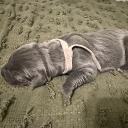 Jake - Blue male Great Dane puppy in Carencro, Louisiana from Halsey Danes