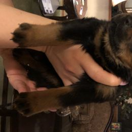 Rottweiler Puppies from RoyaLuxe K9