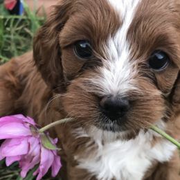Cavapoos from Danielle Elhabbal