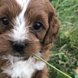 Cavapoos from Danielle Elhabbal