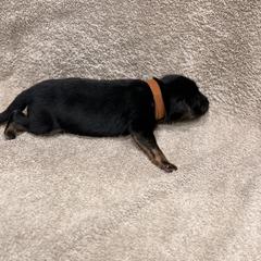 Brown Collar - Black and red female German Shepherd puppy in Yelm, Washington from Squires Farm and Ranch, Vom Haus Squires