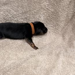 Brown Collar - Black and red female German Shepherd puppy in Yelm, Washington from Squires Farm and Ranch, Vom Haus Squires