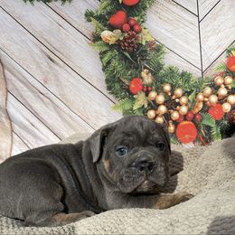 Scuttlebutt - Blue tri-color male Bulldog puppy in Marysville, Washington from English Bulldogs WA