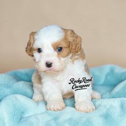 Button - Blenheim male Cavapoo puppy in Nashville, Arkansas from Rocky Road Puppies