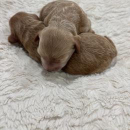 Red - Cream male Goldendoodle puppy in Shingle Springs, California from Creamy Retrievers