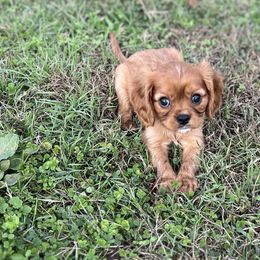 Cavalier King Charles Spaniels from McGregor's Cavalier King Charles Spaniels