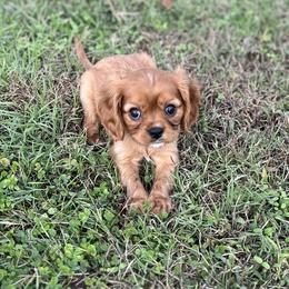 Cavalier King Charles Spaniels from McGregor's Cavalier King Charles Spaniels