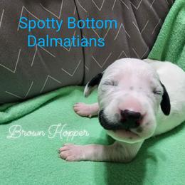 Dalmatian Puppies from Spotty Bottom Dalmatians