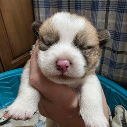 Boy 4 - Red male Pembroke Welsh Corgi puppy in Middleburg, Florida from Mulkeys Little Corgis