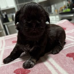 Charlotte - Chocolate female Shih Tzu puppy in Stafford, Virginia from Bayview Pups