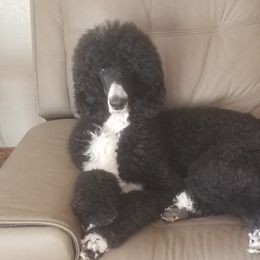 Liberty - Poodle