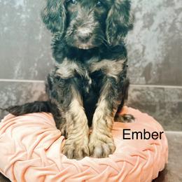 Ember - Phantom female Goldendoodle puppy in Pasco, Washington from Camp Doodle Woods