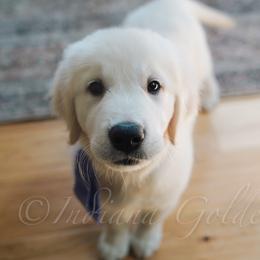 Miss Lavender - Light golden female Golden Retriever puppy in Bedford, Indiana from Indiana Goldens