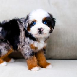 Aussiedoodle, Australian Mountain Doodle, and Bernedoodle Puppies from Cottonwood Creek Doodles