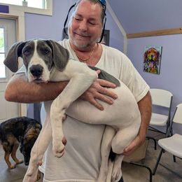 Dixie - Great Dane puppy from Follow My Lead Great Danes