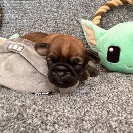 Darth Vader - Belge male Brussels Griffon puppy in Seneca, Missouri from Stephanie’s Puppy Colony