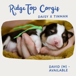 David - Black and tan male Pembroke Welsh Corgi puppy in South Otselic, New York from Ridge Top Corgis