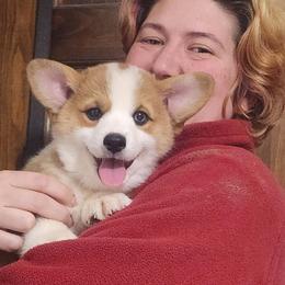 Pembroke Welsh Corgi Puppies from Black Thumb Homestead