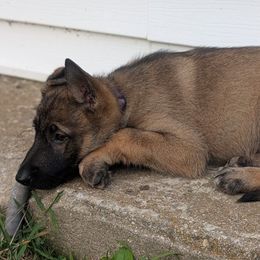 Purple Collar - Sable female German Shepherd puppy in Mc Loud, Oklahoma from Hilbun Family Kennels
