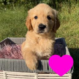 Eleanor (Dark Pink) - Golden female Golden Retriever puppy in Cadillac, Michigan from K & M Golden Retrievers