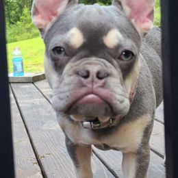 French Bulldogs from Fro's Frenchies