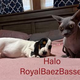 Halo - Black brown and white female Basset Hound puppy in Sidney, Nebraska from Royal Baez Basset