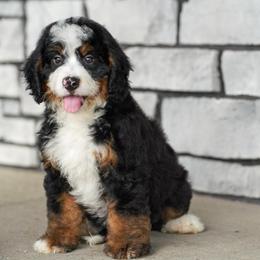 Jones (socialization program student) - Tri-color male Bernedoodle puppy in Dundee, Ohio from Down Home Doodle