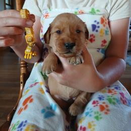 Yellow - Dark golden female Golden Retriever puppy in Lanesboro, Minnesota from Eagle Ridge Golden Retrievers