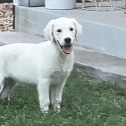 Ellie - Light golden Golden Retriever puppy in Marshfield, Missouri from Charm Puppies
