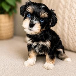 Camilla - Liver female Miniature Schnauzer puppy in La Mirada, California from SchnauzersRus