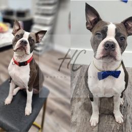 Bo - Boston Terrier