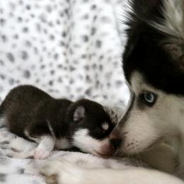 Pomsky Puppies from Saint Peters Pomskies