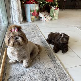 Shih Tzu puppies from J&R Aussies/Shih Tzu