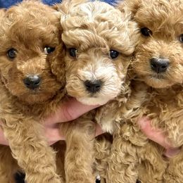Cavachon and Cavapoochon Puppies from Forever Puppies 4U