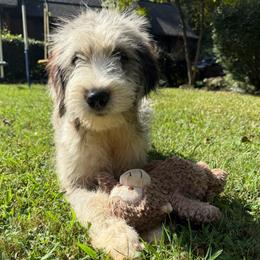 Gwen (Ghost Spider) - female Australian Mountain Doodle puppy in Williamston, South Carolina from Sassy Bob’s Dogs