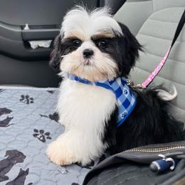 Floki - Shih Tzu