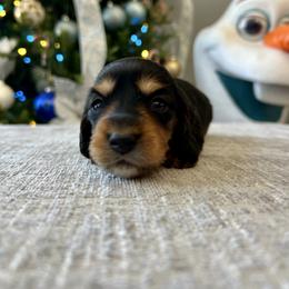 Beamer - Black and tan male Dachshund puppy in Temecula, California from Naomi Magee's Dachshund Kennel