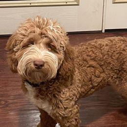 Wesson - Australian Labradoodle
