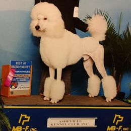 Jarvis - Poodle