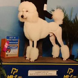 Jarvis - Poodle