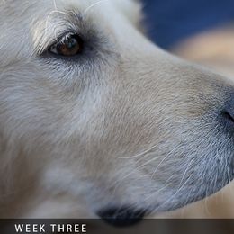 Flour - Golden Retriever