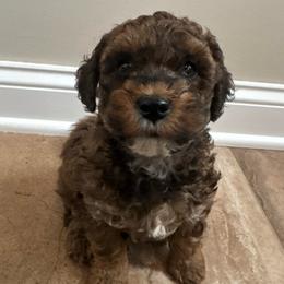 Charlie Brown - Red with tan points - Red  male Poodle puppy in Canfield, Ohio from Poo's Doo's & Inu's