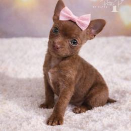 Godiva - Chocolate female Chihuahua puppy in Decatur, Illinois from Petite Pups