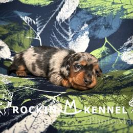 Dapple - Black and tan male Dachshund puppy in George West, Texas from Rockin M Kennel