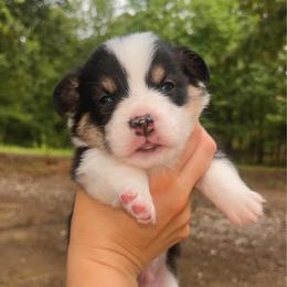 Vincent (Vince) - Black and tan male Pembroke Welsh Corgi puppy in Benton, Arkansas from High Cotton Corgis