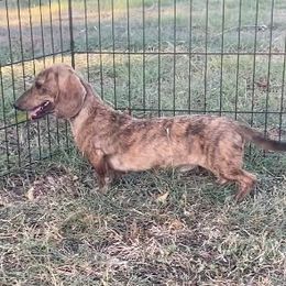 Pixel - Cream male Dachshund puppy in Killeen, Texas from Southern Dachshunds